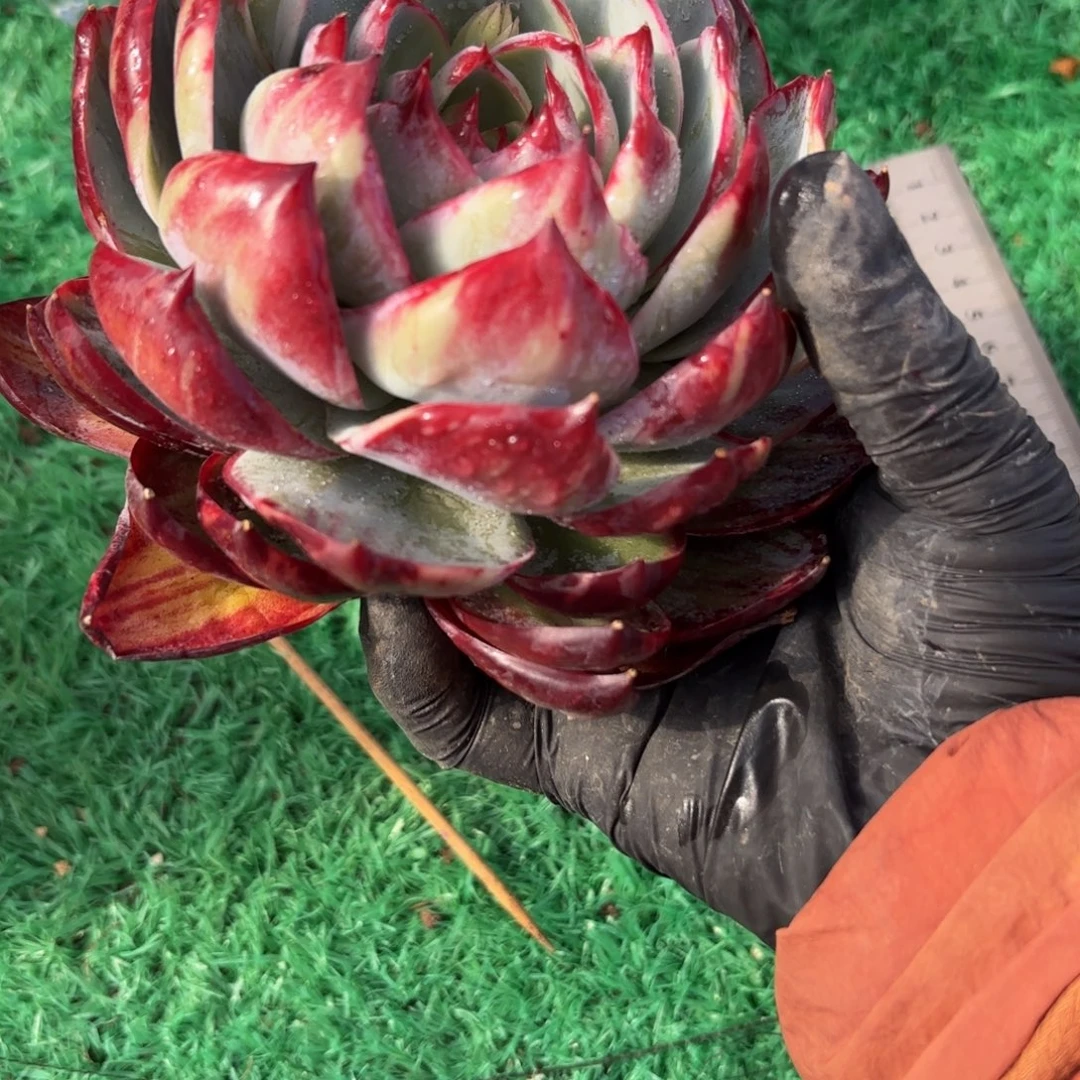 月***弯哈哈哈哈哈哈哈哈好吧