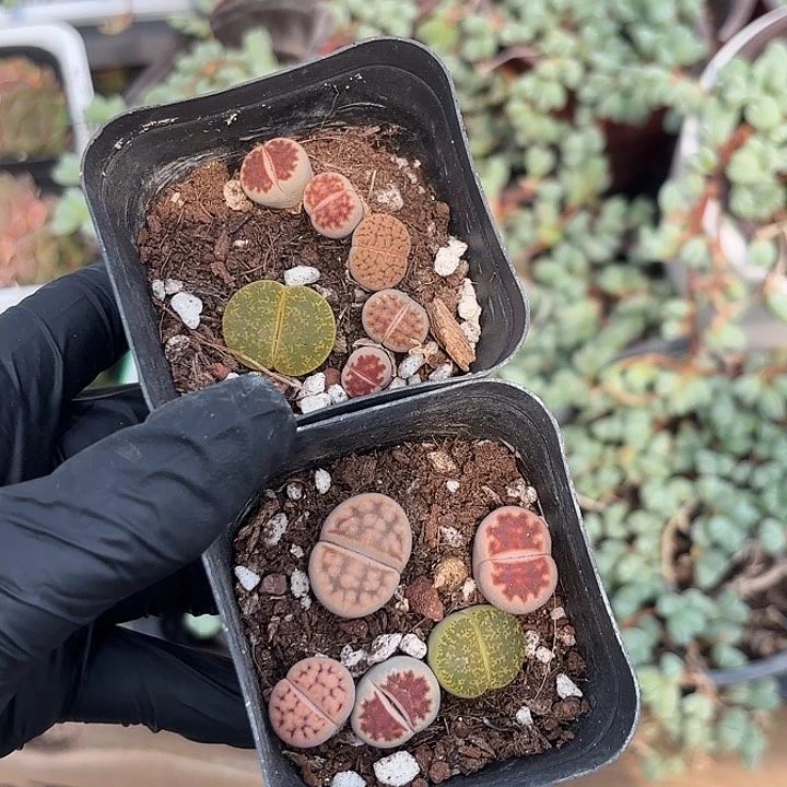 小脚丫生石花一盆