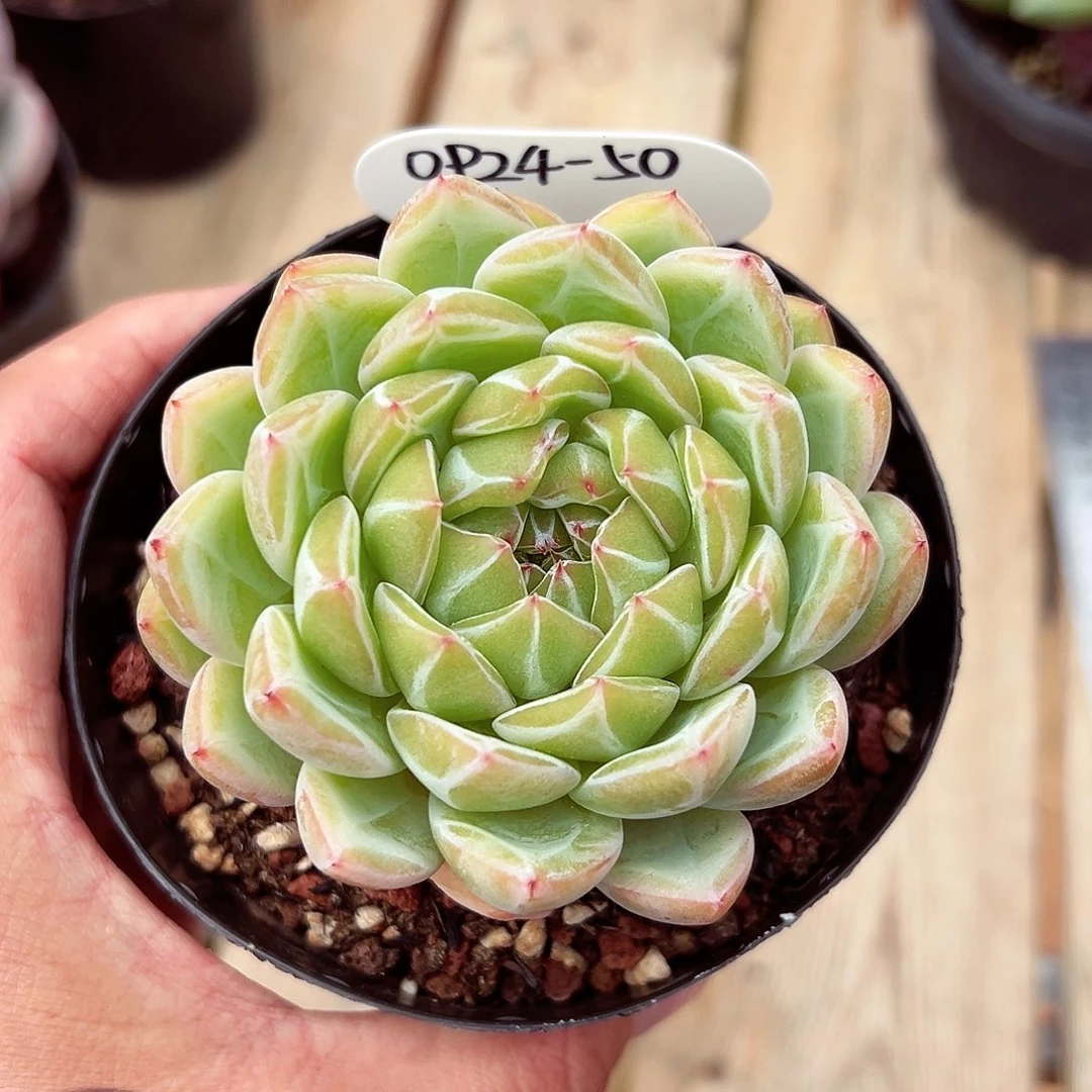 0924-50雪花珍妮。