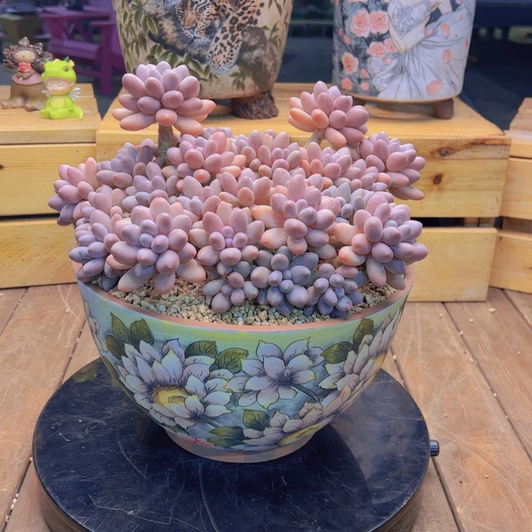 k****啡不带盆 寄养 多肉