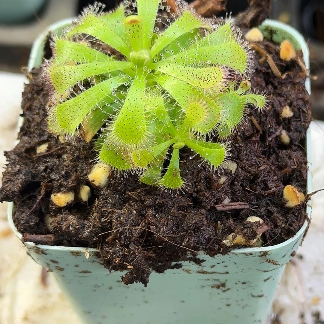 完全开放爱丽丝茅膏菜