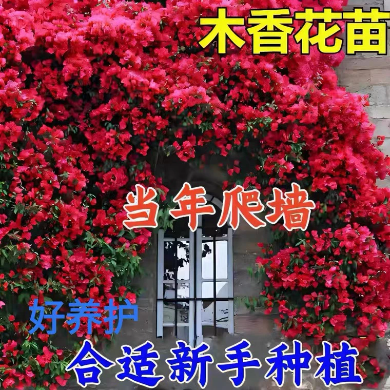 四季爬藤红木香黄木香花苗多年生木本植物耐寒盆栽地栽四季好养