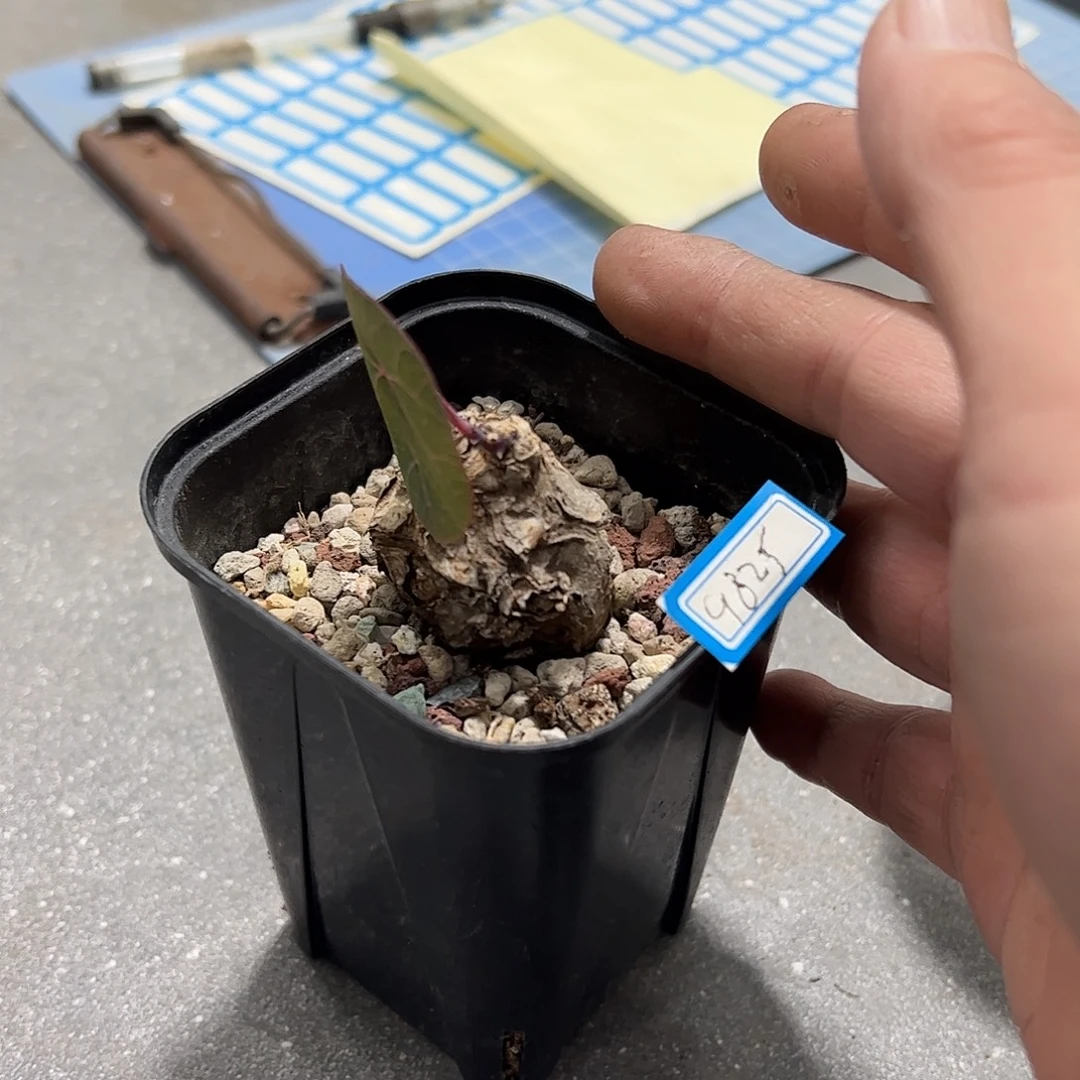 小***K小一叶龟66668888