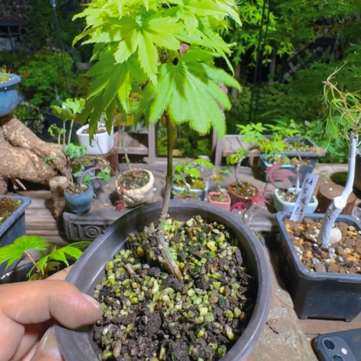 福利日本原生枫树扦插苗约旦