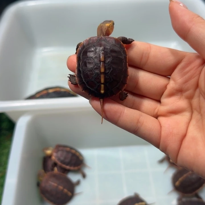 公母搭配宠物龟安缘苗