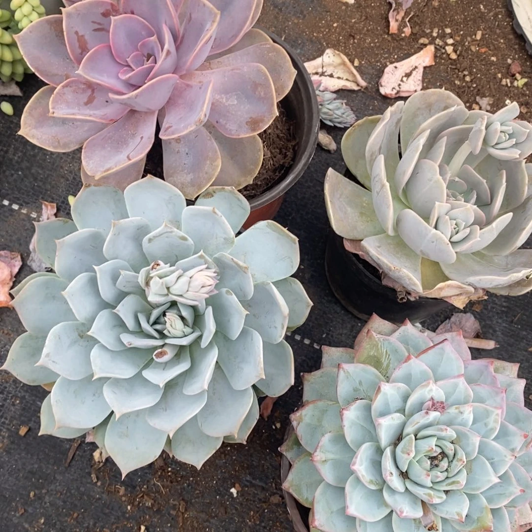 紫珍珠，薄叶蓝鸟，粉蓝鸟，鲁氏石莲单头各一