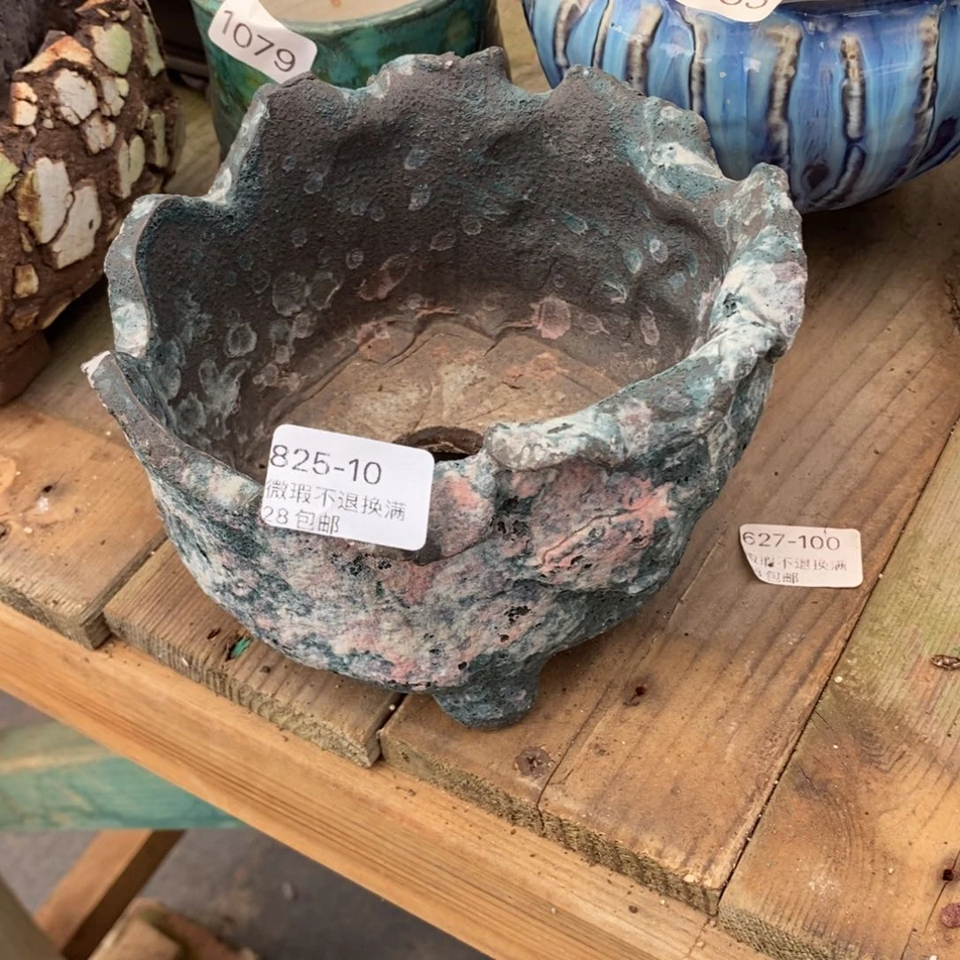 10号花盆内13高10微瑕