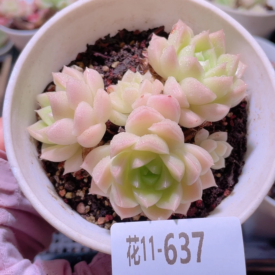 花利美11-637麦秆