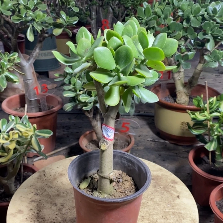 原始老青玉一物一拍