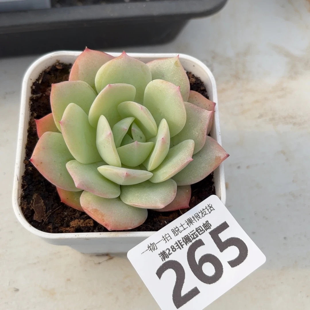 恋曲单头无盆土发货