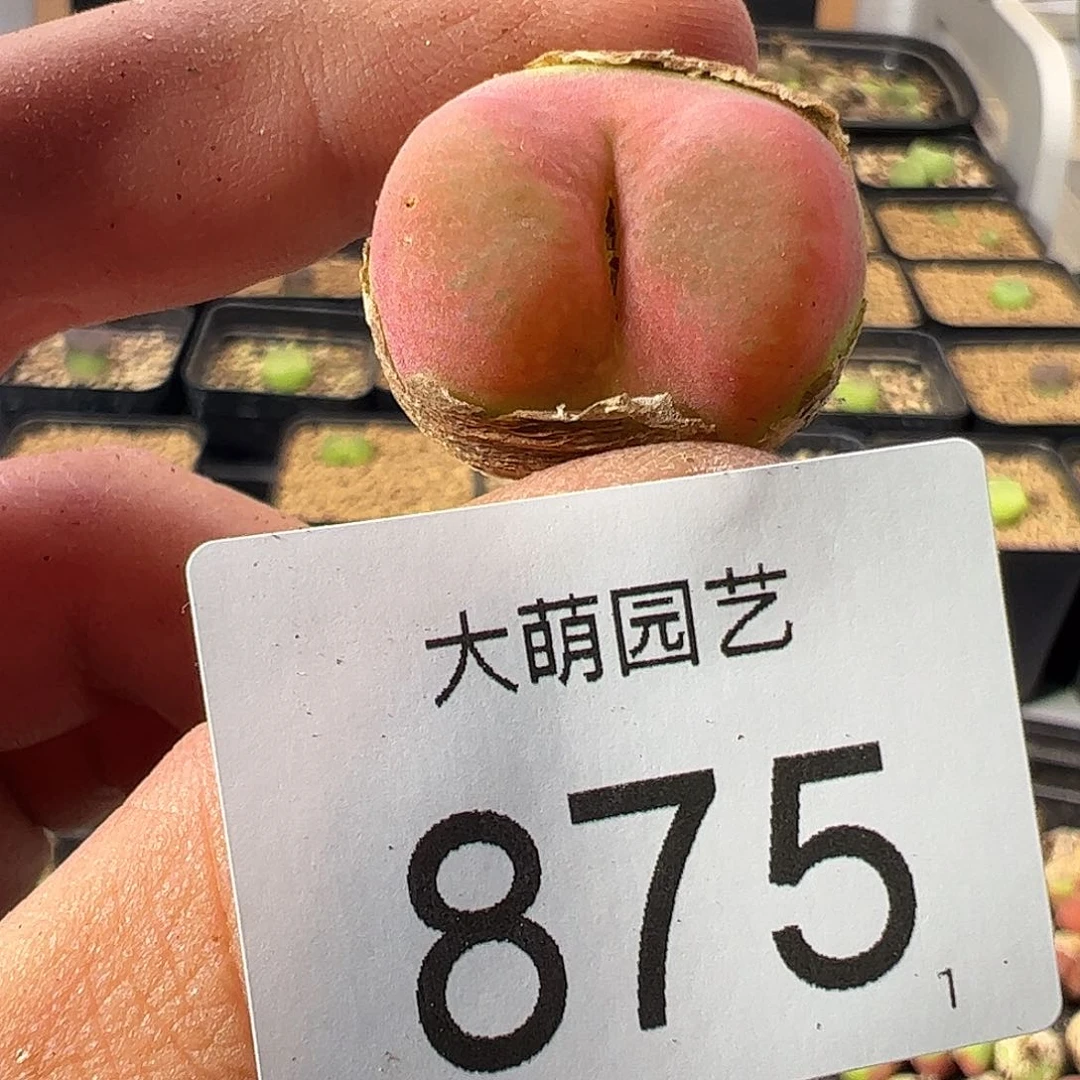 一物一拍       875