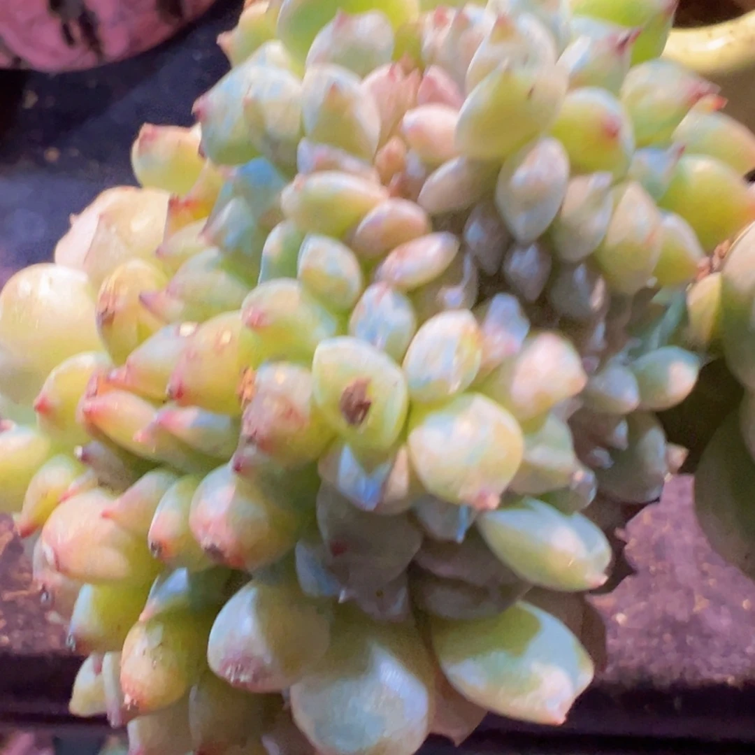 喵**?新年快乐啊宝宝们8888888