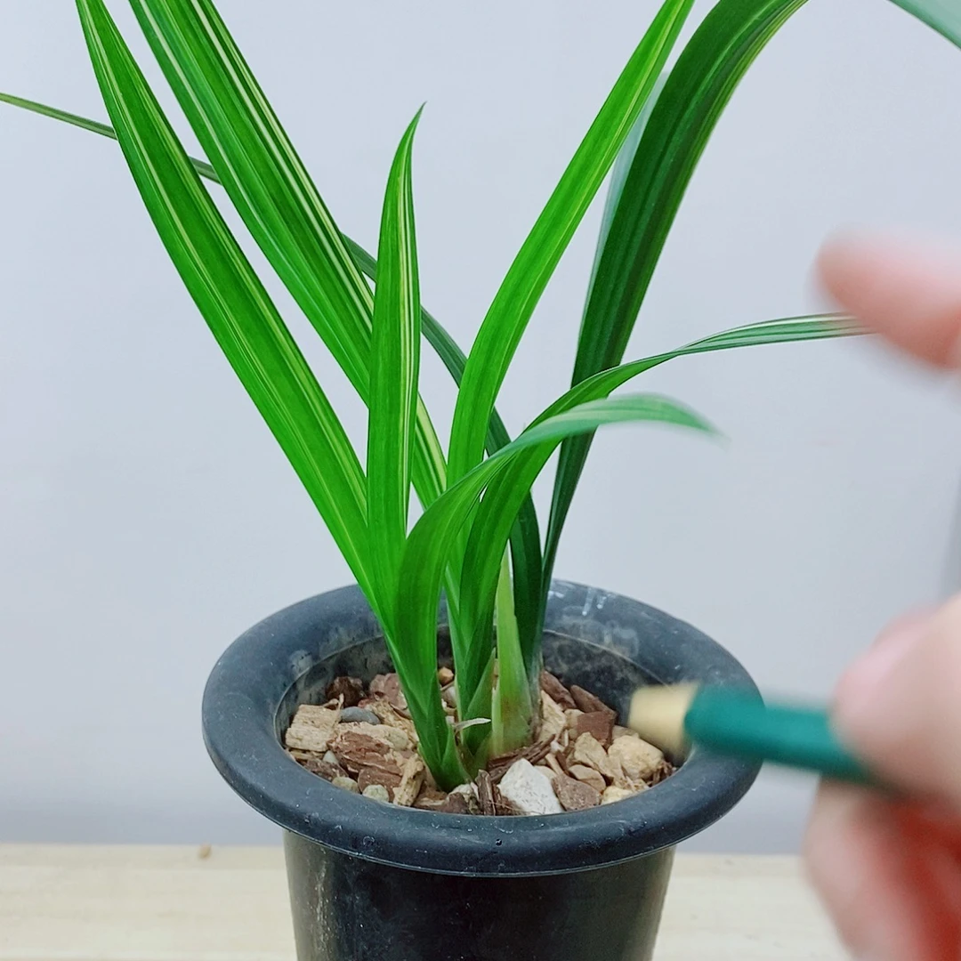 当前无花栽培后可以开花