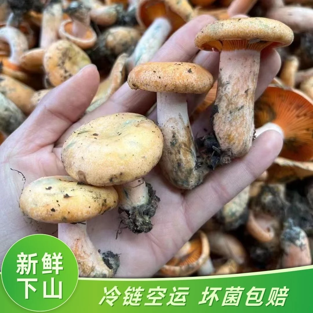 谷熟菌-云南新鲜野生谷熟菌枞树菌炒制煲汤食材冷链空运包邮