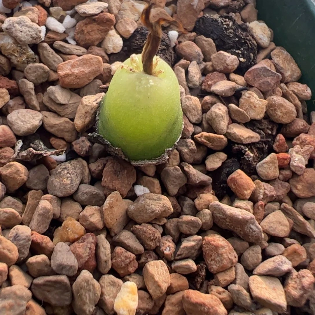 513 好看的多肉冲冲冲