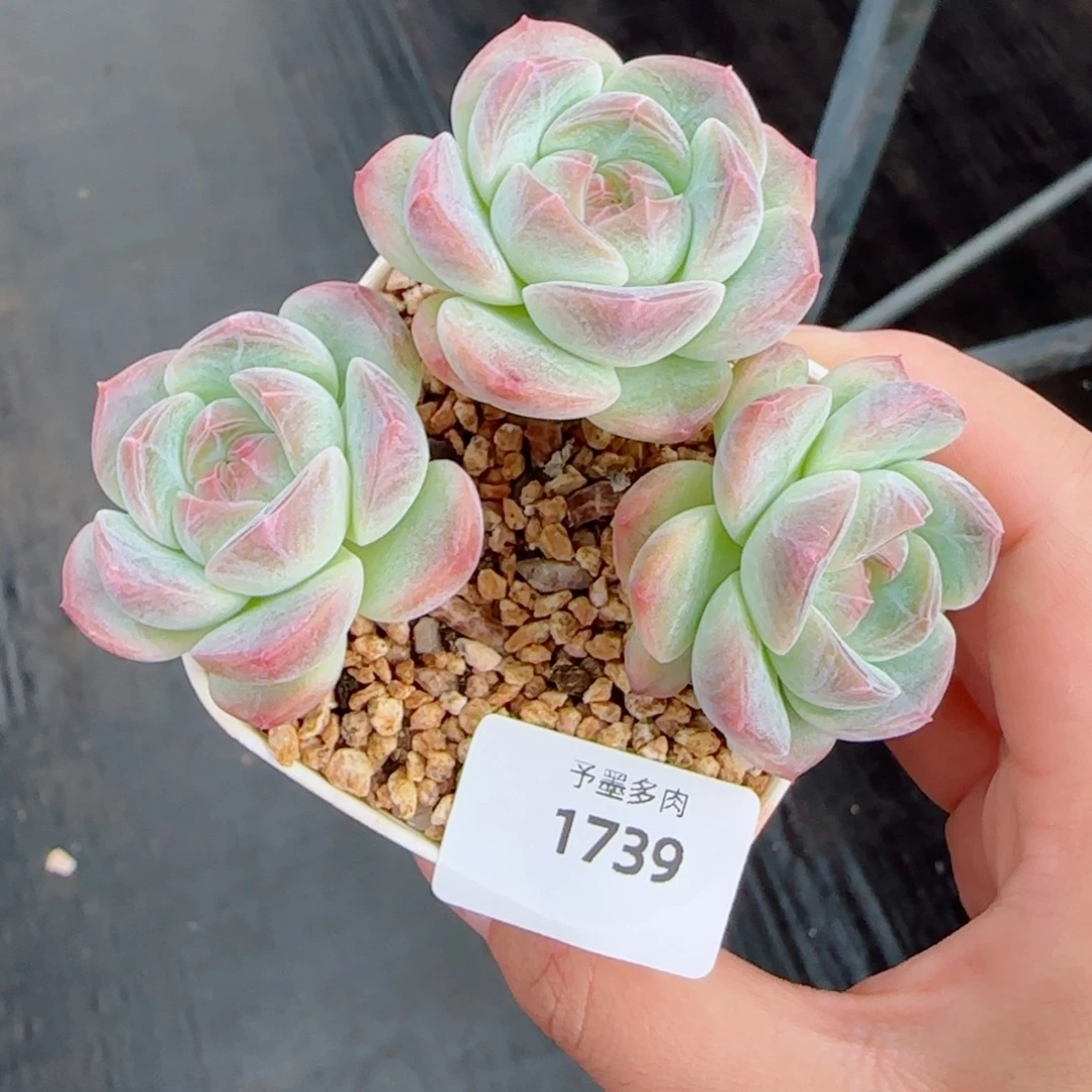 流心珍妮，1739多肉植物