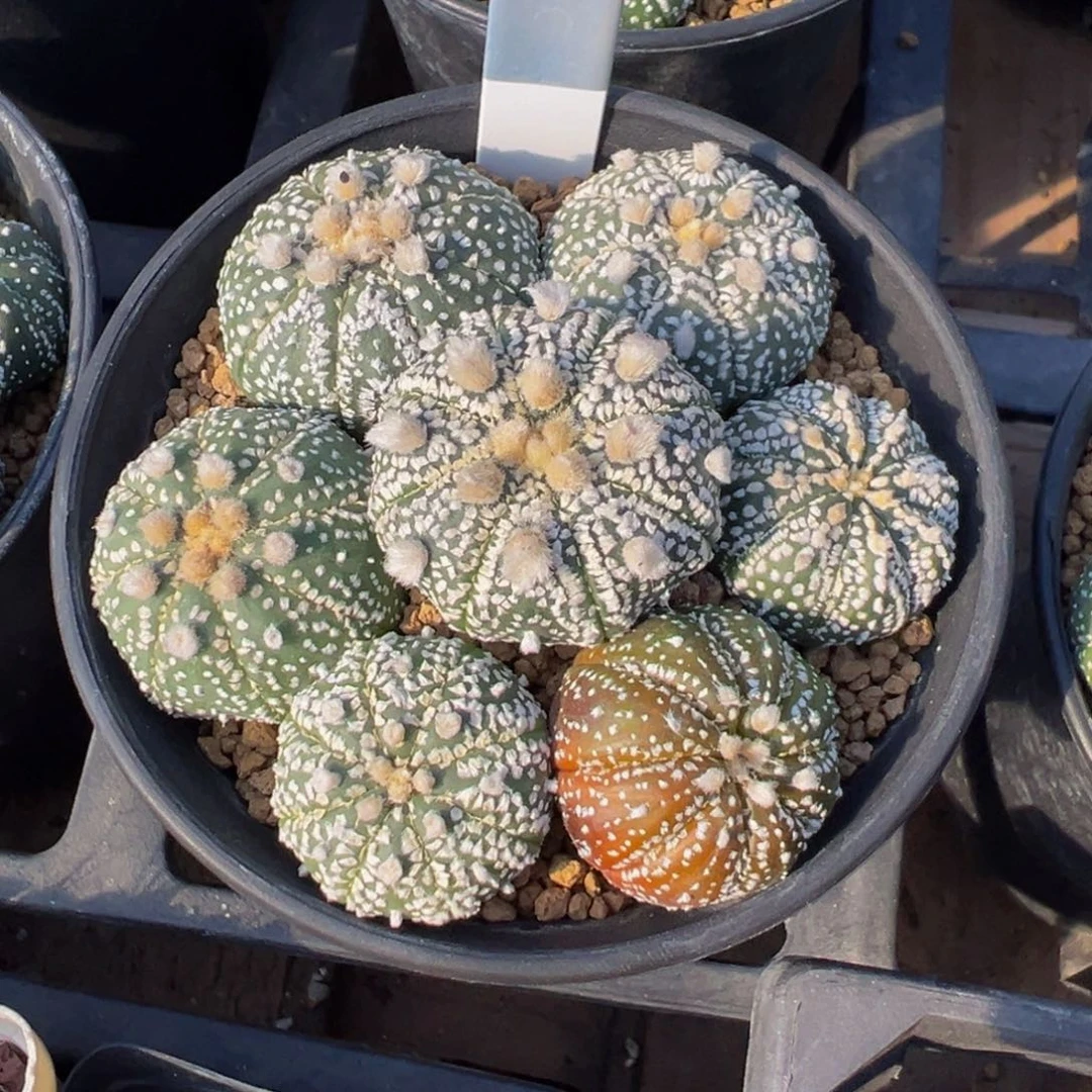 ****n001实生兜杂6颗多肉植物