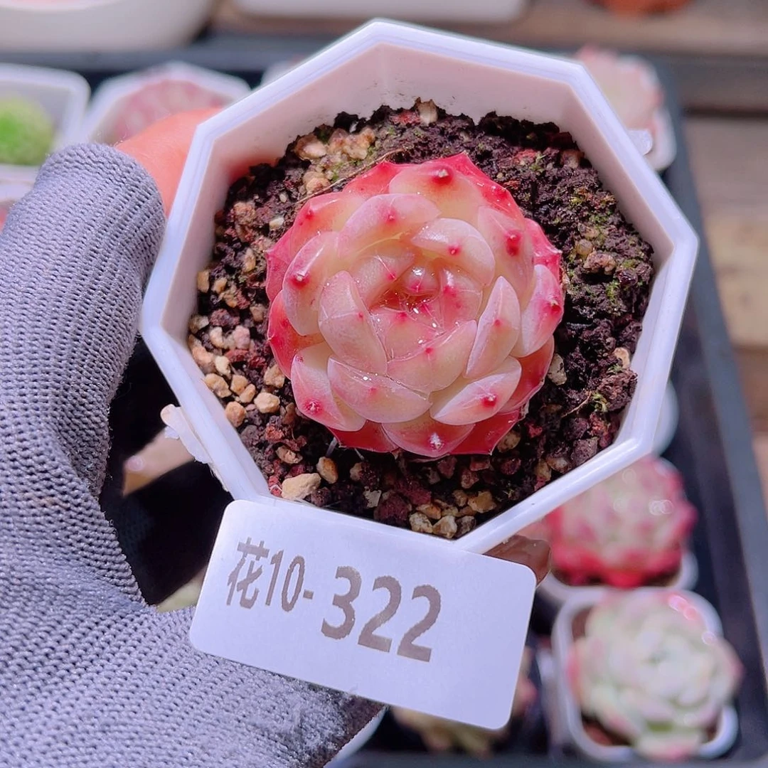 花10-322精选糖心