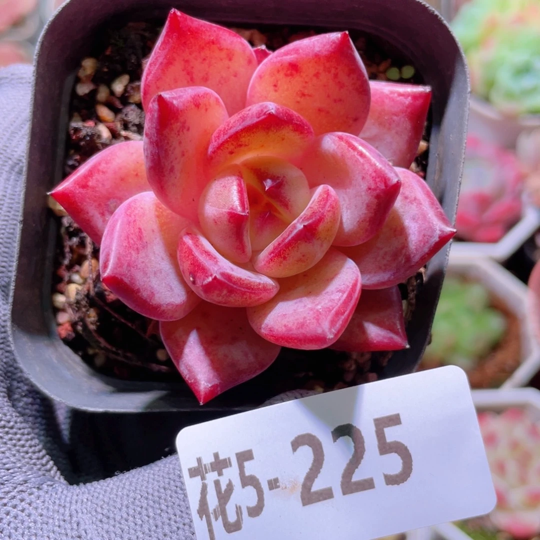 花利美 5-225醉霞