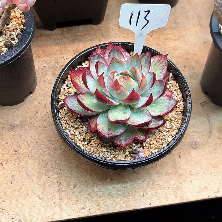 ꧔***非多肉植物，惊鸿仙子113号