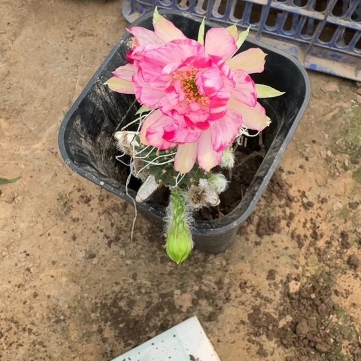 317量天尺嫁接丽花脱土斑掰花