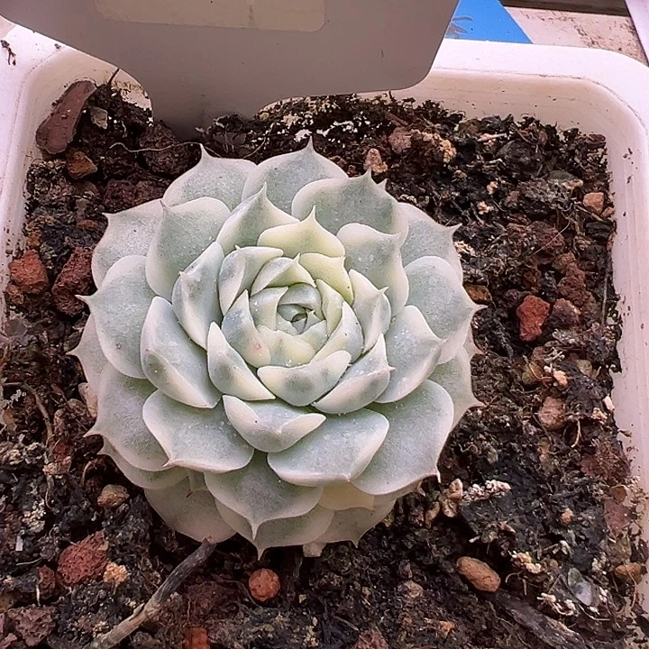 1156号海林娜锦多肉