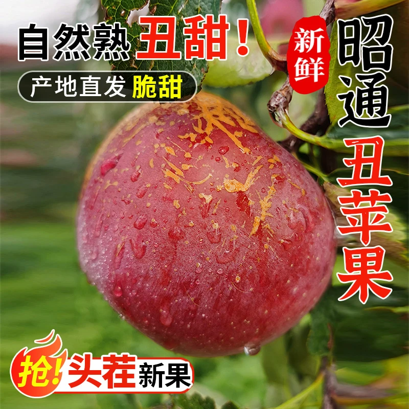 【精品果】云南昭通丑苹果脆甜无酸爆汁新鲜现摘不打药带皮吃水果