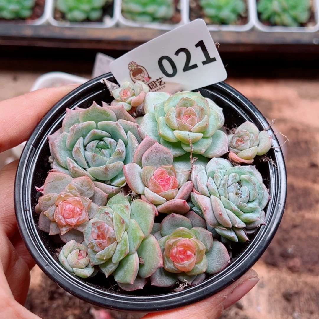 多肉植物多肉植物