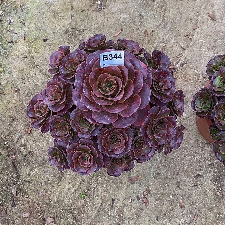 揽**色魅金玫瑰多肉344