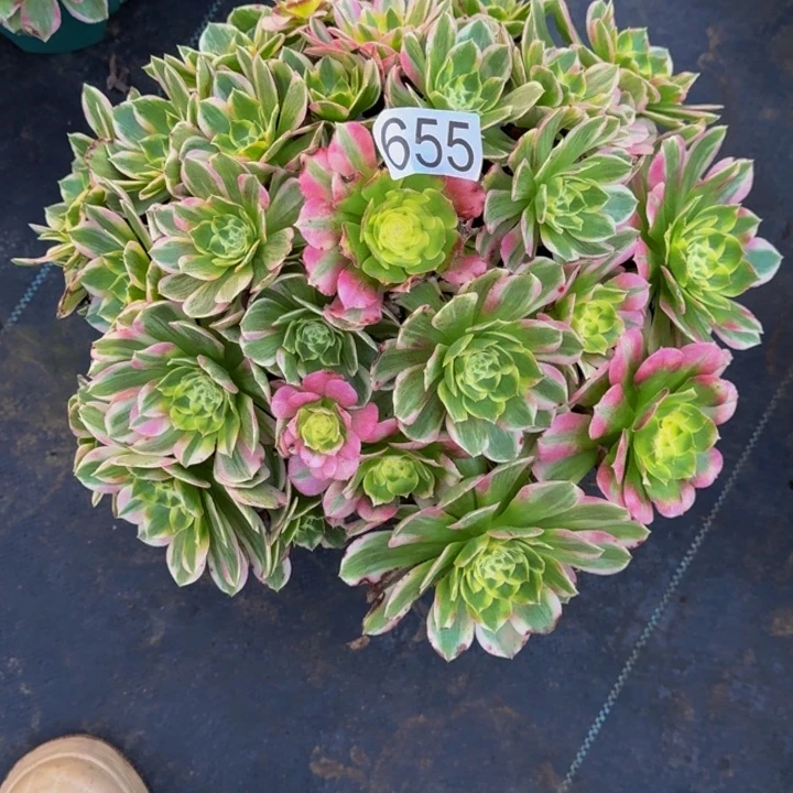 橙***l00000000655海仙000000