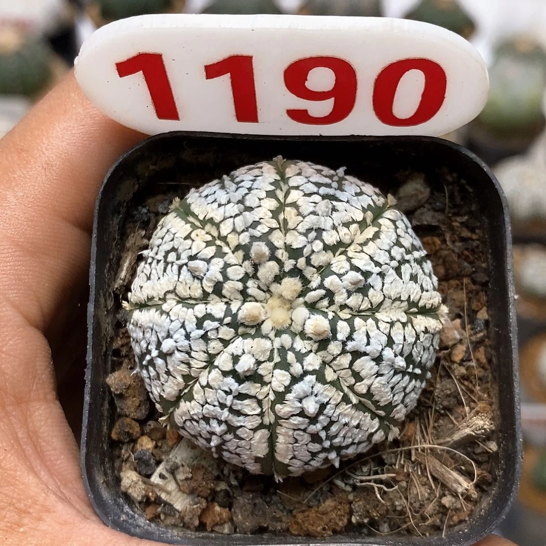 1190附体特价特价咯