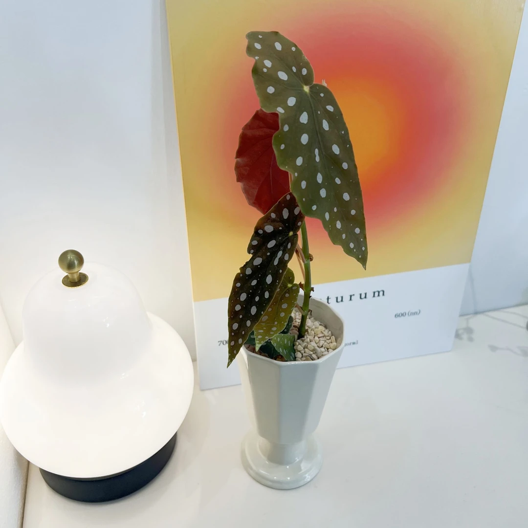 鳟鱼秋海棠室内网红ins风 观叶绿植盆栽秋季春季四季常绿进口品种