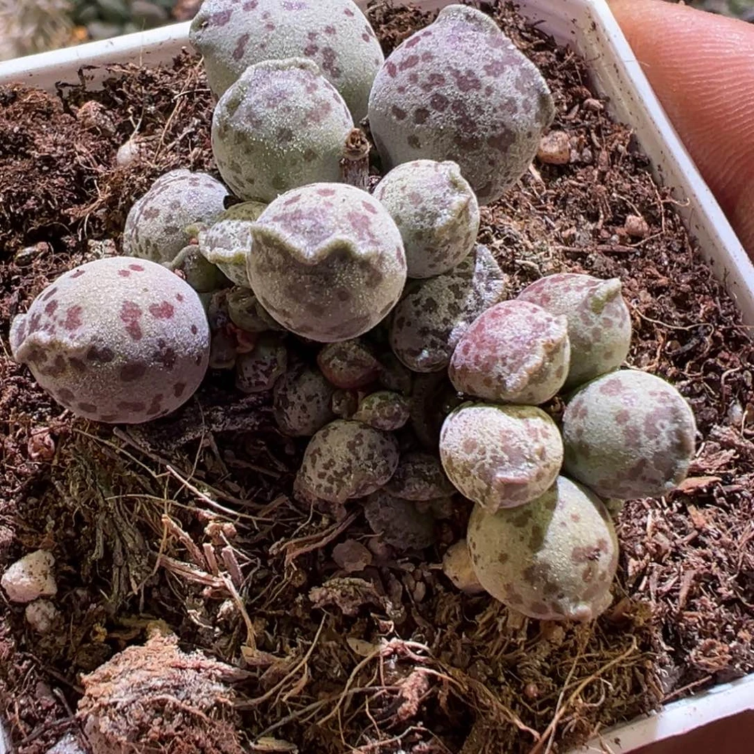 达摩海豹老桩多肉植物水泡
