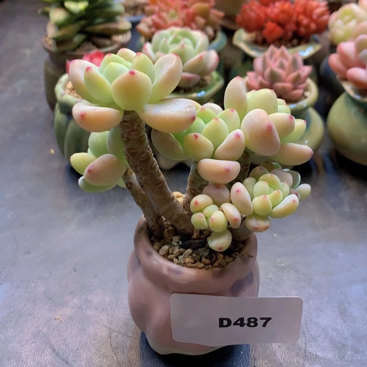 一物一拍含盆土满38包邮D487