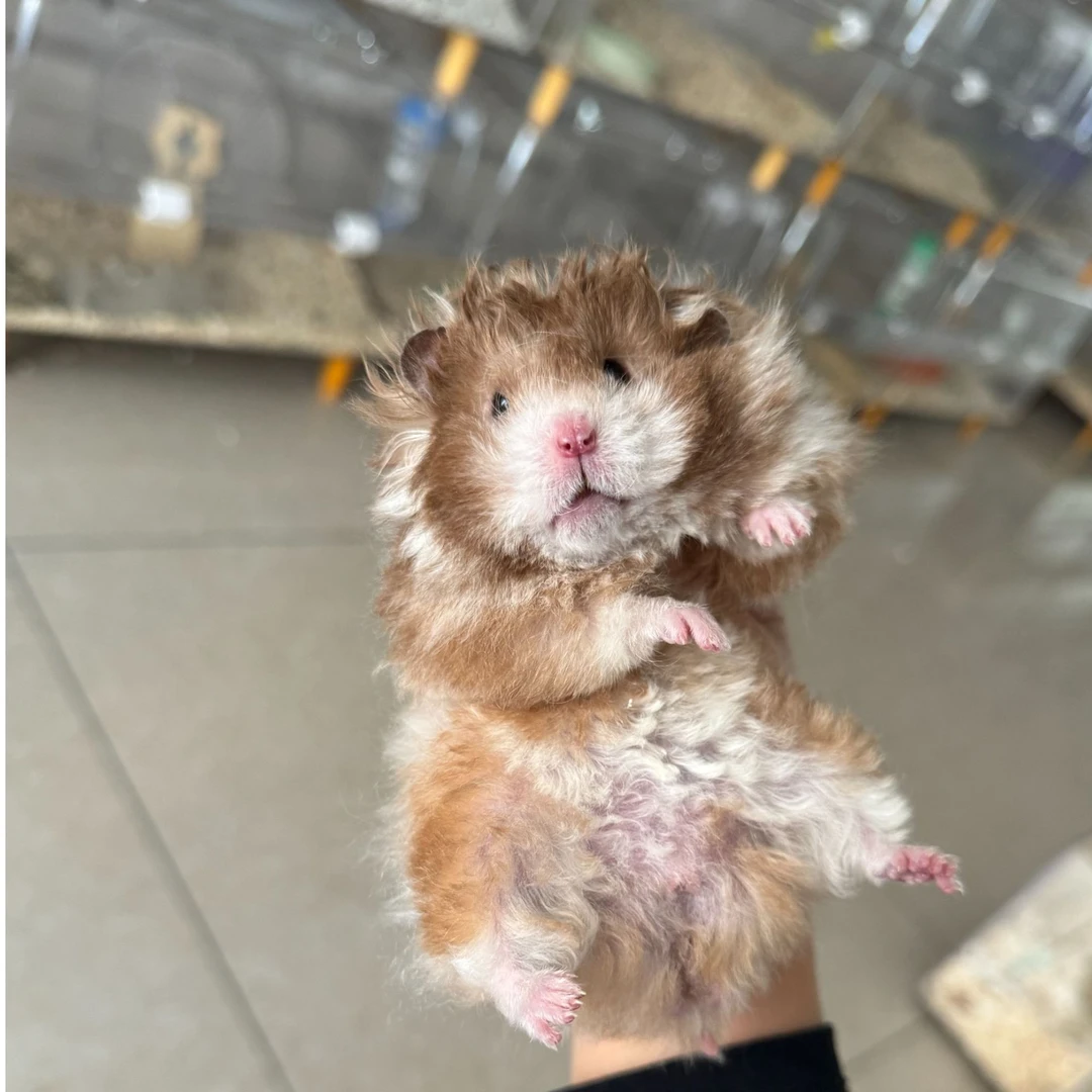 瑶瑶家养大体金丝熊仓鼠波利熊京东藤盒发货包邮包活大仓鼠活宠物