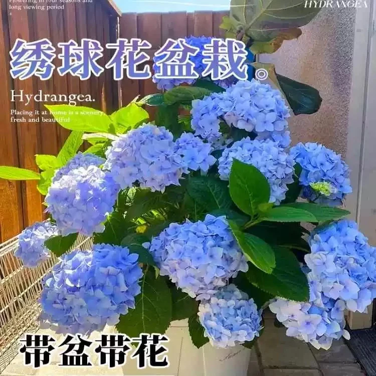 6-8个花苞小海蓝绣球花盆栽带花老桩四季室内开花庭院阳台鲜花卉