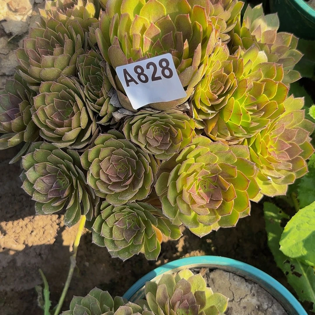 红魔8-31-828偏远不包邮