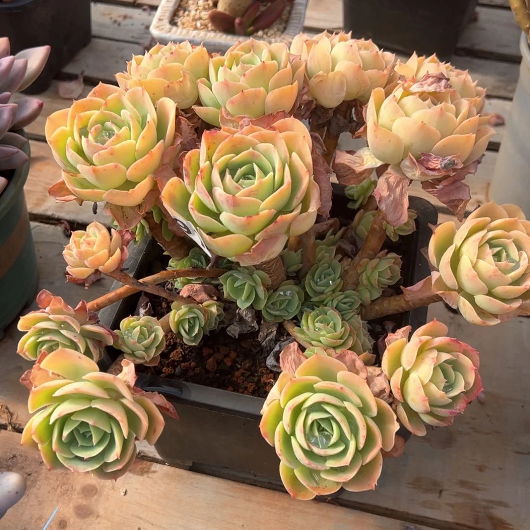 用****1柠檬玫瑰591号多肉