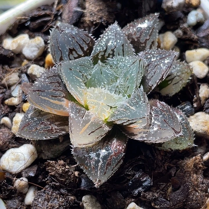 703魔刺玉露带锦福利一物