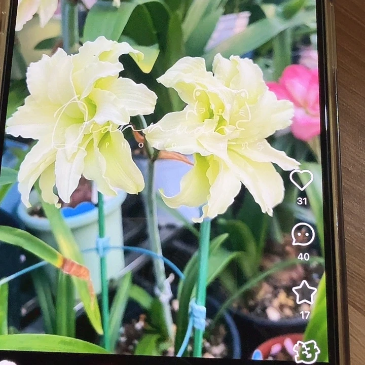 绿野芳2厘米左右3颗装