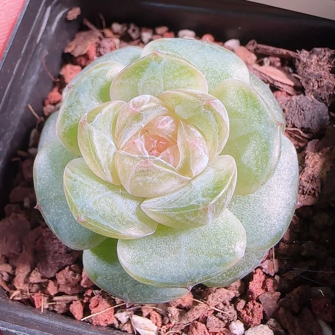 1006---45若画一物一拍