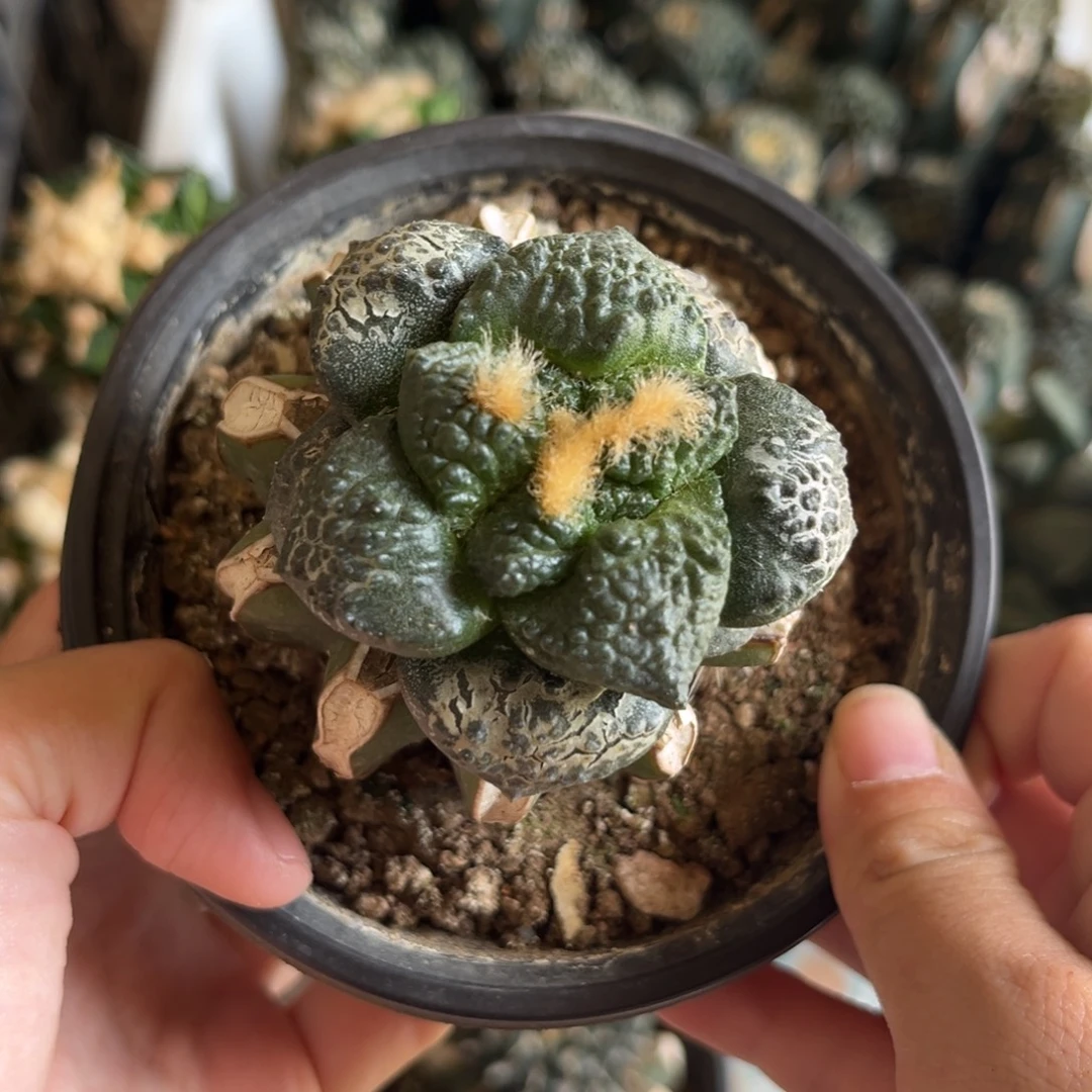 5.3公分草球连山仙人球