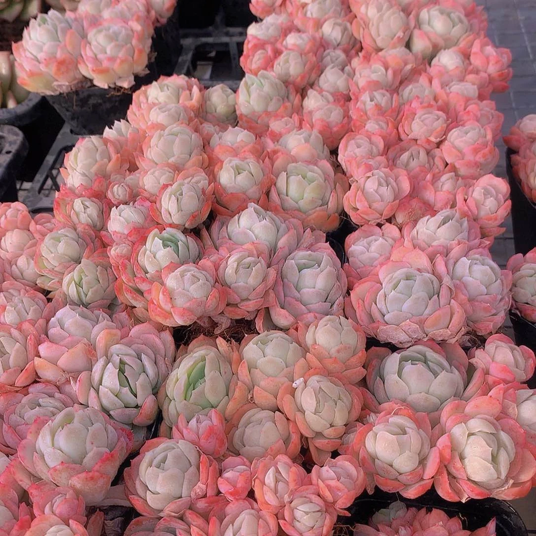 香水贝瑞234667元89990000