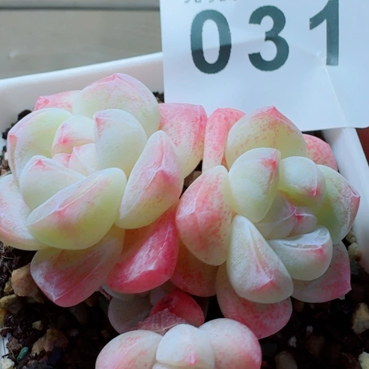 模特冰玉         精控精养多肉植物