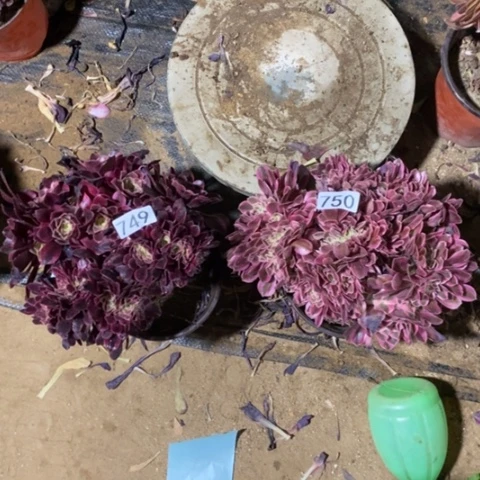 郭*两颗缀化一物一拍