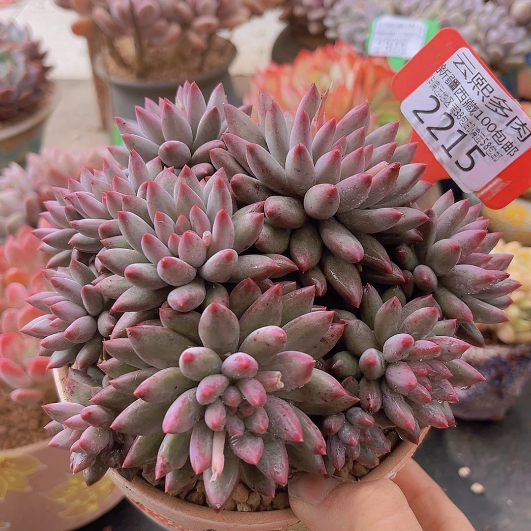 菲***儿2215虞美人多肉植物