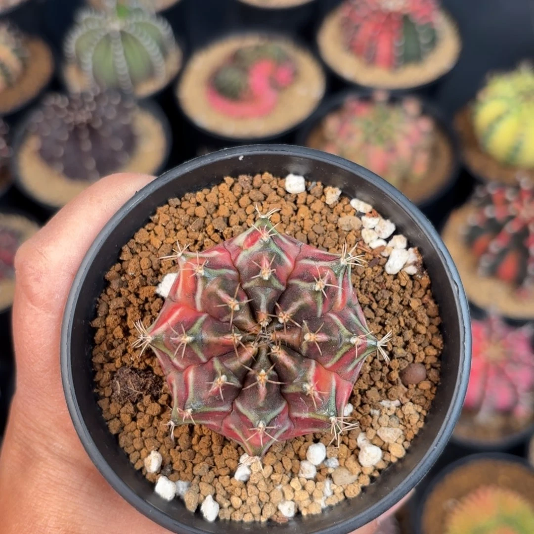 泰系米哈实生仙人球200