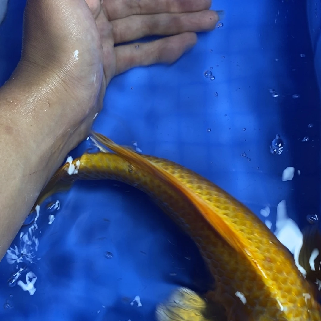 锦鲤冷水锦鲤包邮