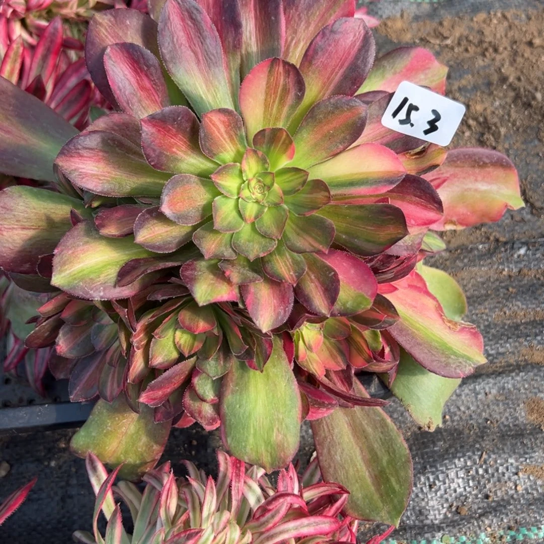 3韶秀七彩多肉植物山东发