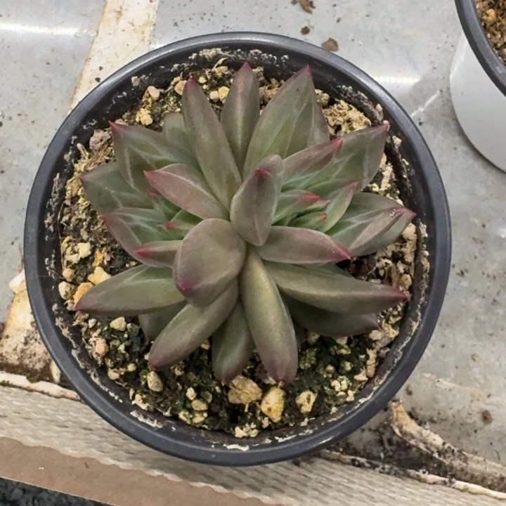 美人杂交 一物一拍